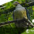 Halmahera-Birding-Tour