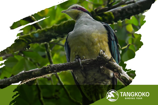 Halmahera-Birding-Tour