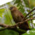 Sulawesi-Birding-Tours