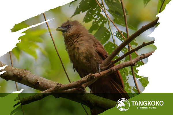 Sulawesi-Birding-Tours