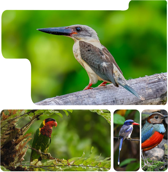 Tangkoko-Birding-Tour-Profile