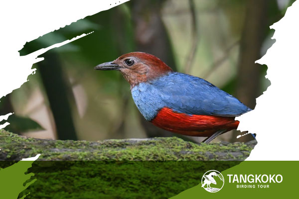 Tangkoko-Birding-Tour